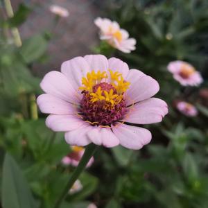 亚洲日本欧美日韩精品
